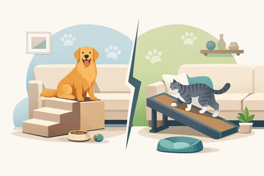 Pet Stairs vs Ramp for Everyday Pet Comfort