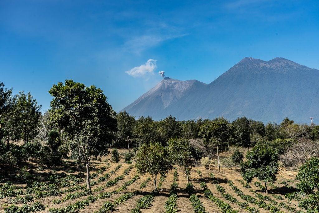 StellaNova-MT Signature Roasted Guatemala Coffee