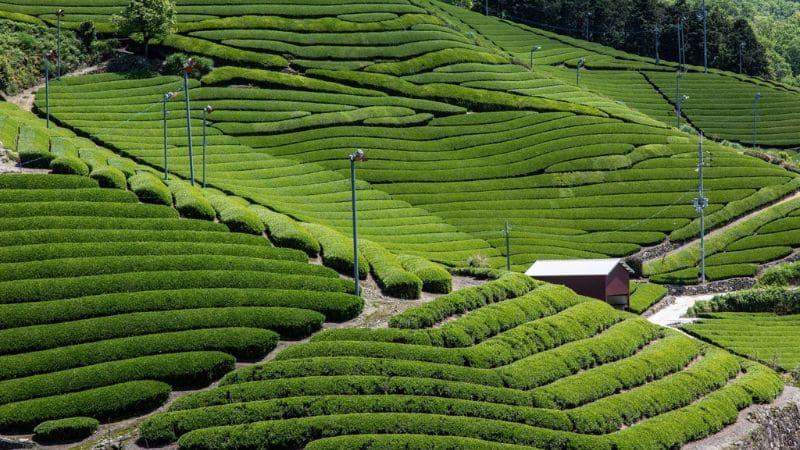 StellaNova-MT Hojicha Signature Tea
