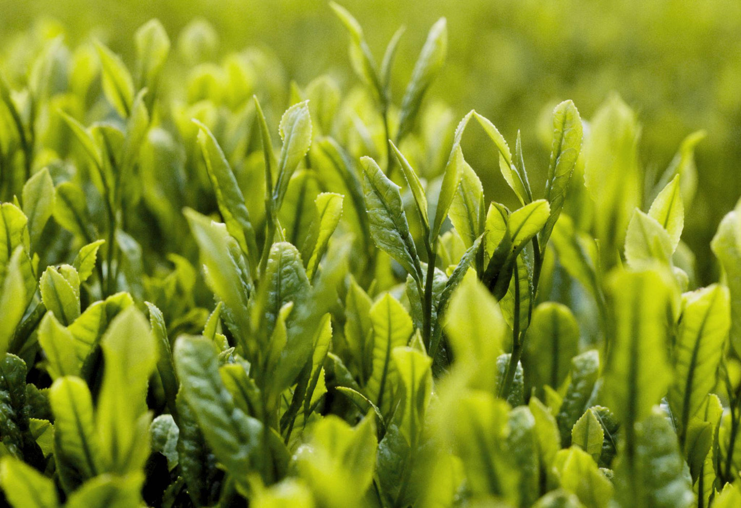 StellaNova-MT Hojicha Signature Tea