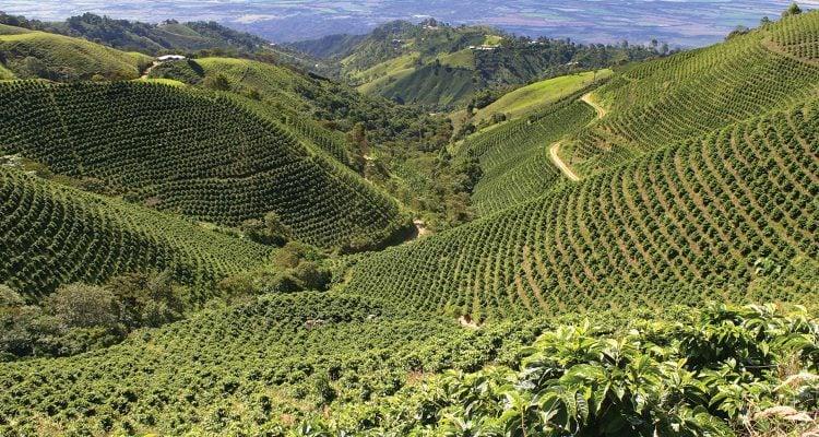StellaNova-MT Signature Roasted Peru Coffee Pods