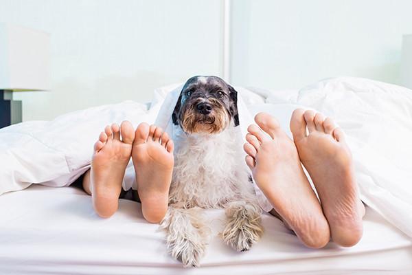 White Microfiber Pillowcases and Sheets